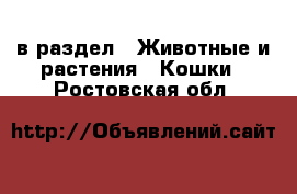  в раздел : Животные и растения » Кошки . Ростовская обл.